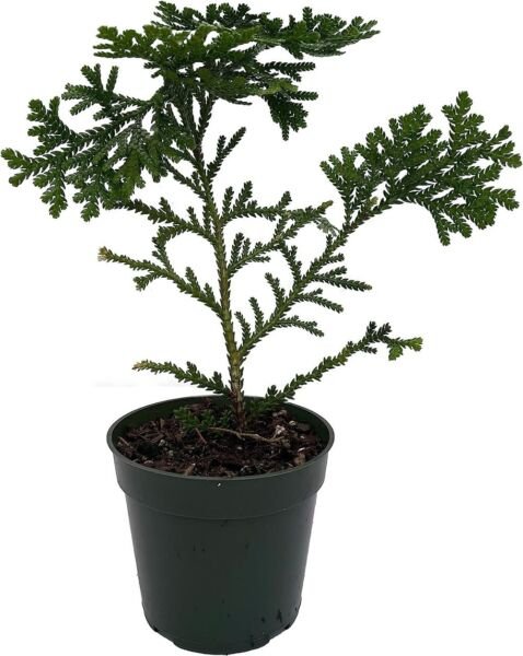 Dolibrata Hondaes Thujopsis Arborbitaes Hibas Elkhorn In Out Live Plant 4" Pot Fresh Garden