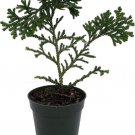 Dolibrata Hondaes Thujopsis Arborbitaes Hibas Elkhorn In Out Live Plant 4" Pot Fresh Garden