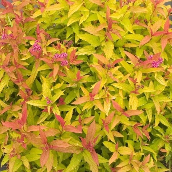 Spiraeas Double Both Bright Flowers Colorfuls Foliage s Live Plant 4" Pot Fresh Garden