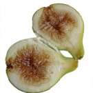 Ficus Pingo De Mel Caricas Fig Edible Sweets As Pie s Live Plant 2.5" Pot Fresh Garden