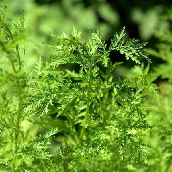 Artemisia Annie Sweet Chartreuse Wormwoods Finely Cuts &Icirc;�ighly &Icirc;�romatics 50 Seeds Fresh Garden