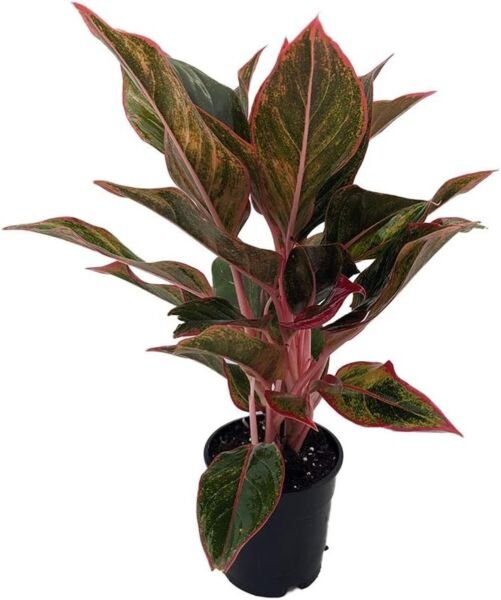 Aglaonemas Auroras Siams Evergreens Grows In Dim Light Indoors Live Plant 4" Pot Fresh Garden