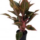 Aglaonemas Auroras Siams Evergreens Grows In Dim Light Indoors Live Plant 4" Pot Fresh Garden