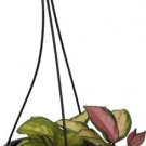Hoya Wax Tricolor Very Easy To Grow Indoors Live Plant 4.5" Black Hanging Basket Fresh Garden