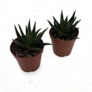 Herbacea Haworthia Small Succulent Easy To Grow Indoor Live Plant 2 Pack 2" Pots Fresh Garden