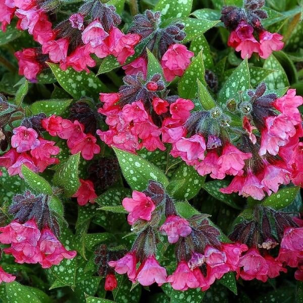 Pulmonaria Shrimps Lungwort Perennial Pink Barbie s Live Plant Gallon Pot Fresh Garden