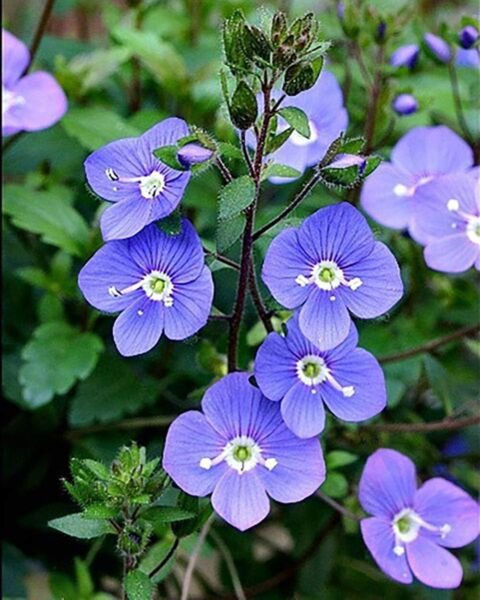 Speedwell Georgia Rich Creeper Glossy Veronica Blue Live Plant Quart Pot Fresh Garden