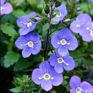 Speedwell Georgia Rich Creeper Glossy Veronica Blue Live Plant Quart Pot Fresh Garden