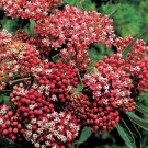 Asclepias Butterfly Cinderellas Perennial Flowers s Live Plant Gallon Pot Fresh Garden