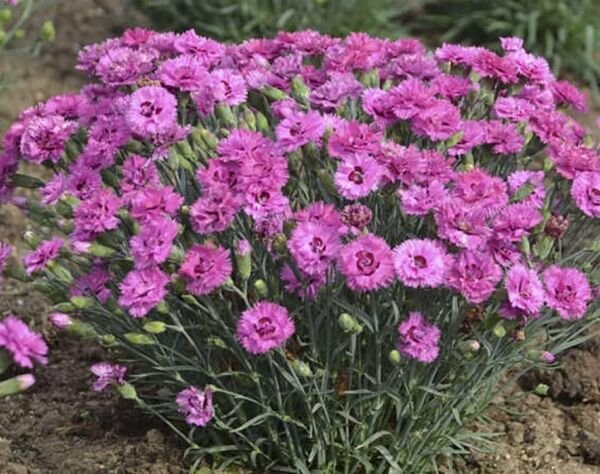 Gumdrop Dianthus Popers Pretty Semi Goody Double Blooms Out Live Plant Quart Pot Fresh Garden