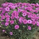 Gumdrop Dianthus Popers Pretty Semi Goody Double Blooms Out Live Plant Quart Pot Fresh Garden