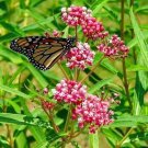 Asclepia Soulmate Fragrance Weed Butterfly Vanilla Live Plant Gallon Pot Fresh Garden