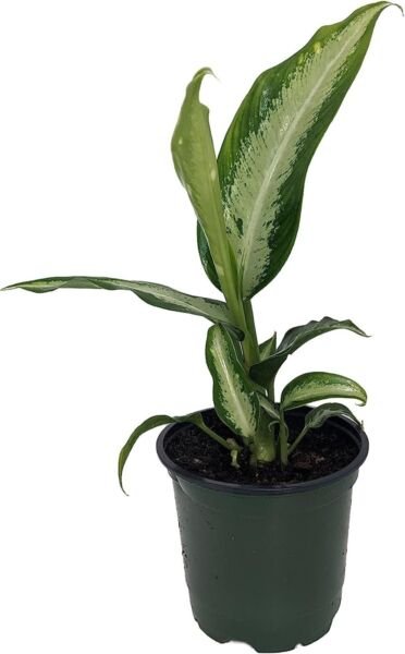 Dieffenbachia Panther Durable Very Easy Grows Colorful Indoors Live Plant 4" Pot Fresh Garden