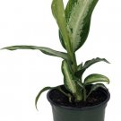 Dieffenbachia Panther Durable Very Easy Grows Colorful Indoors Live Plant 4" Pot Fresh Garden