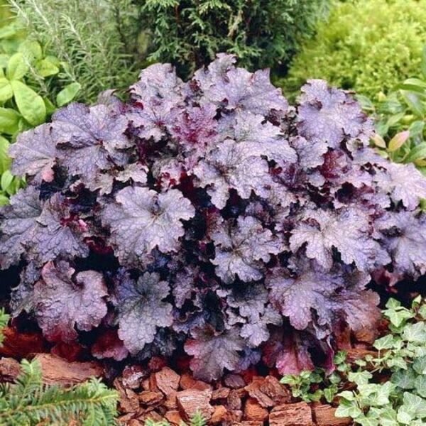 Heuchera Plum Coral Pudding Fragrant Bell's Shades Perennial s Gallon Pot Fresh Garden