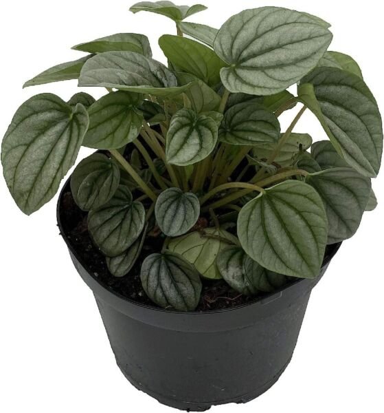 Peperomia Frost Trending Easy Grows Slow Growing Dwarf Indoors Live Plant 6" Pot Fresh Garden