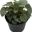 Peperomia Frost Trending Easy Grows Slow Growing Dwarf Indoors Live Plant 6" Pot Fresh Garden