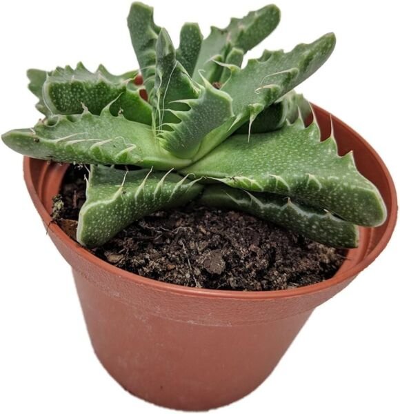 Faucarias Jaws Tiger Tigrinas Easy To Grows Indoors s Live Plant 3" Pot Fresh Garden