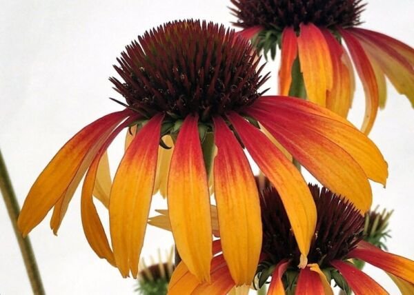 Echinacea Fiery Mama Meadows Fragrant Coneflowers s Live Plant Gallon Pot Fresh Garden