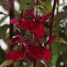 Lobelia Burgundy Starship Perennial Cardinal Vigorous Grower Out Plant Quart Pot Fresh Garden