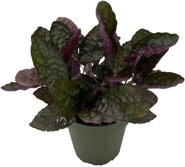 Hemigraphis Maroons Waffles Exotica Moon Easy To Grows Indoors Live Plant 4" Pot Fresh Garden