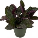 Hemigraphis Maroons Waffles Exotica Moon Easy To Grows Indoors Live Plant 4" Pot Fresh Garden
