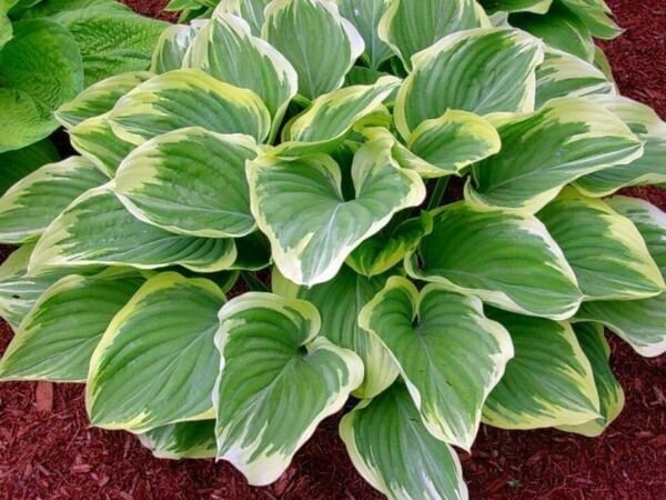 Hosta Blazing Unequaled Large Saddles Lush Foliage s Live Plant Quart Pot Fresh Garden