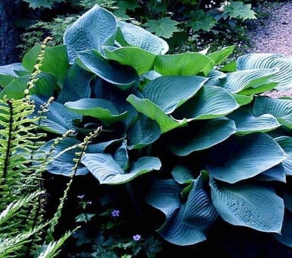 Hosta Sieboldiana Huge Leaves Elegans Flowers White Live Plant Quart Pot Fresh Garden