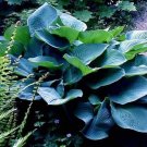 Hosta Sieboldiana Huge Leaves Elegans Flowers White Live Plant Quart Pot Fresh Garden