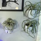Tillandsia Silver Xerographica Airplant Beauty Easy Grow House Live Plant 4" Pot Fresh Garden