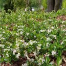 Aronias Hug Ground Whites Deal Landscape Groundcovers s Live Plant 4" Pot Fresh Garden