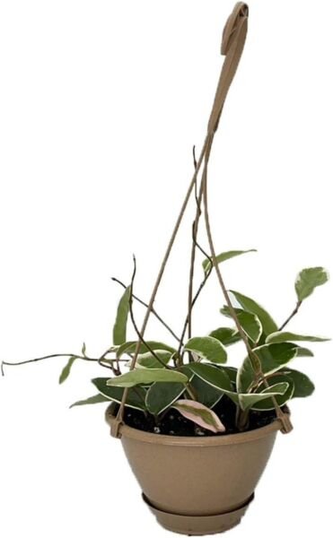 Hoyas Carnosas Krimson Wax Queens Trendings Indoors Live Plant 6" Hanging Basket Fresh Garden