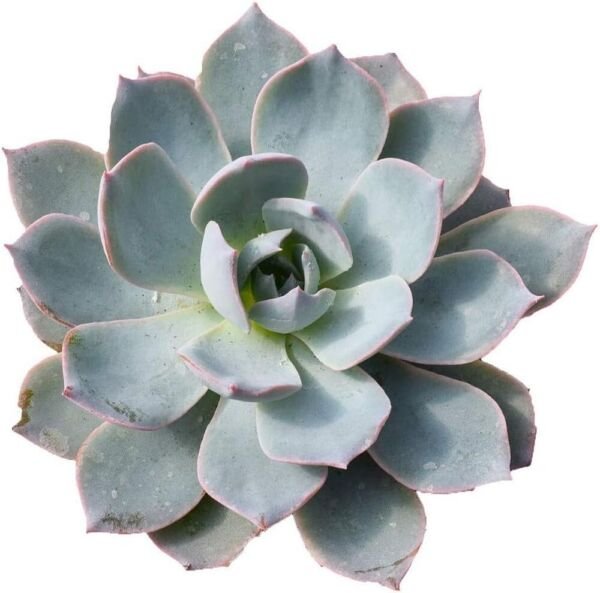 Echeveria Morning Subsessillis Desert Dew Rose Easy To Grows Live Plant 2.5" Pot Fresh Garden