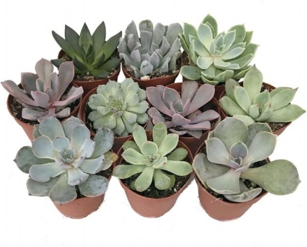 Echeverias 10 Different Succulents Desert Rose Easy To Grows Live Plants 2" Pots Fresh Garden