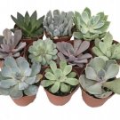 Echeverias 10 Different Succulents Desert Rose Easy To Grows Live Plants 2" Pots Fresh Garden