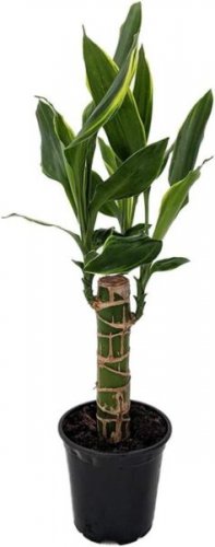Dracaena Dragon Moonlight Tree False Palm Easy To Grow Indoors Live Plant 4" Pot Fresh Garden