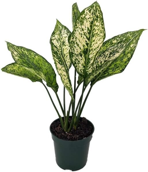 Aglaonema Beautiful Winehouse Wintry Evergreen Low Light House Live Plant 4" Pot Fresh Garden