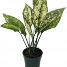 Aglaonema Beautiful Winehouse Wintry Evergreen Low Light House Live Plant 4" Pot Fresh Garden