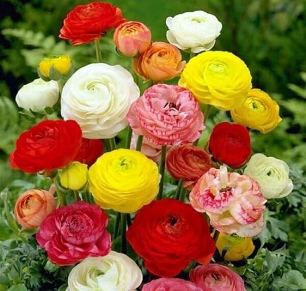 Ranunculus Buttercup Mix Multicolor Easy To Grows Indoors Or Out 8/+ Cm 10 Bulbs Fresh Garden