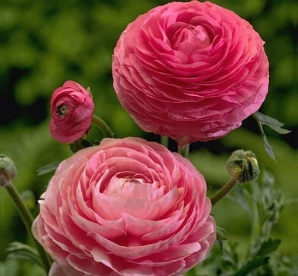 Ranunculus Buttercup In Or Out Large Double Semi Double Flowers 6/7 Cm 10 Bulb Fresh Garden