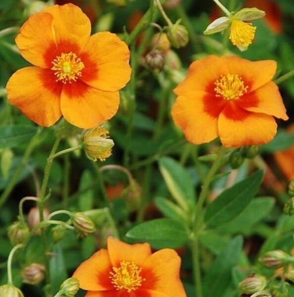 Helianthemum Carpet Bronze Rose Evergreen Perennial Live Plant Quart Pot Fresh Garden