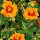 Helianthemum Carpet Bronze Rose Evergreen Perennial Live Plant Quart Pot Fresh Garden