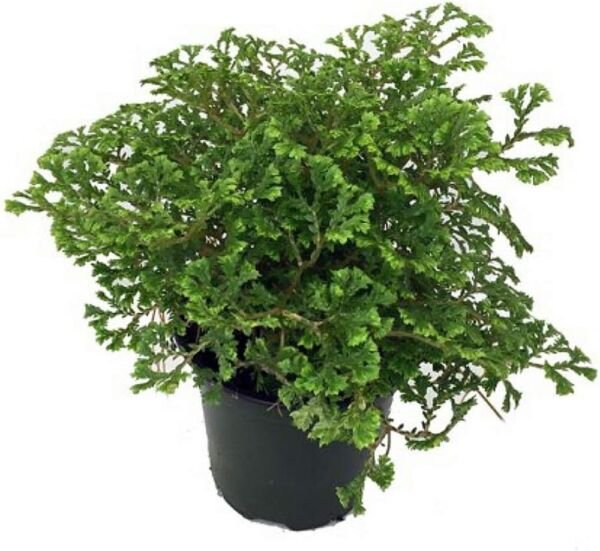 Selaginella Spike Avatars Moss Terrariums Indoors And s Live Plant 4" Pot Fresh Garden