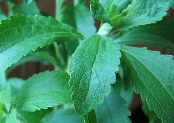 Stevia Rebaudiana Sugar Herb Ideal Container And Windowsill Growing 15 Seeds Fresh Garden