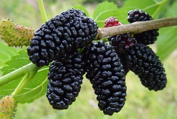 Morus Everbearing Nigra Dwarf Sweets Mulberries Fruit s Live Plant 6" Pot Fresh Garden