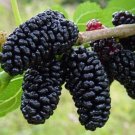 Morus Everbearing Nigra Dwarf Sweets Mulberries Fruit s Live Plant 6" Pot Fresh Garden