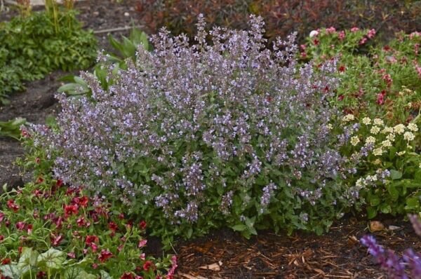 Nepetas Cat's Catmint Meows Perennial Deers Resistant Scented Foliage Gallon Pot Fresh Garden