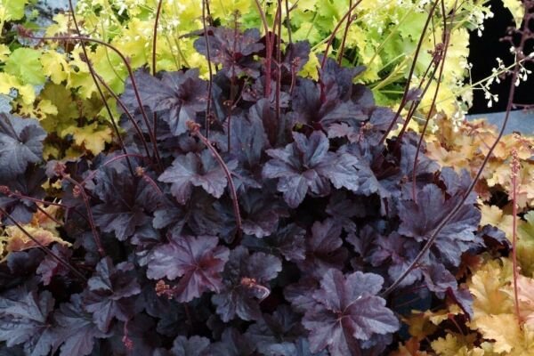 Heuchera Coral Obsidian Perennial Bells Shade Easy To Grow Live Plant Gallon Pot Fresh Garden