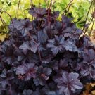Heuchera Coral Obsidian Perennial Bells Shade Easy To Grow Live Plant Gallon Pot Fresh Garden