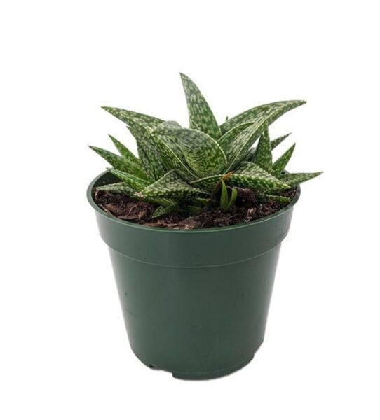 Aloes World's Smallest Easy To Grows Houseplant And s Live Plant 2.5" Pot Fresh Garden